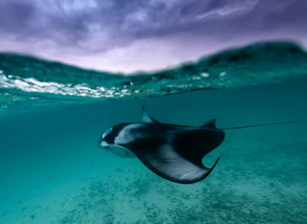Pourquoi Crystal Bay Est le Spot Incontournable à Nusa Penida pour la Plongée