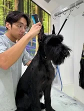 Top Rated Dog Grooming Packages in USA for Healthier, Happier Pets