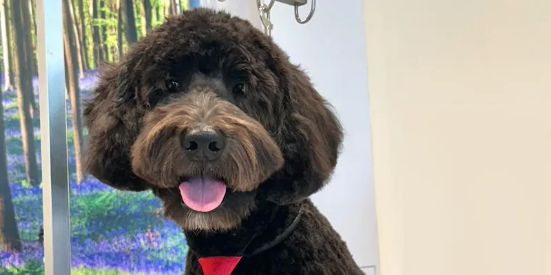 How to Choose Dog Grooming Packages Based on Your Dog's Coat and Age