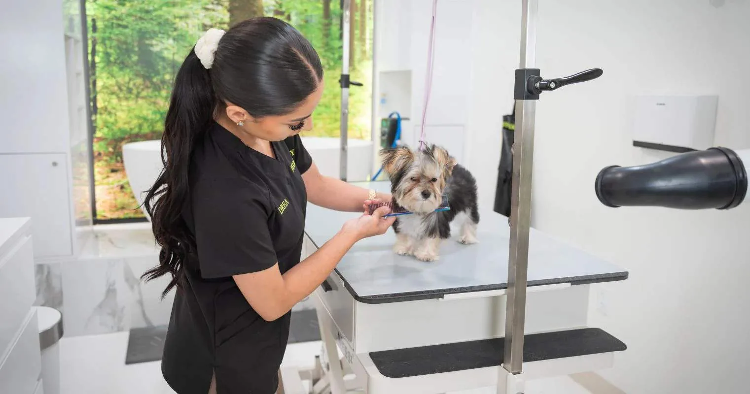 Best Dog Grooming Store in USA – Your Complete Guide for the Spring Season