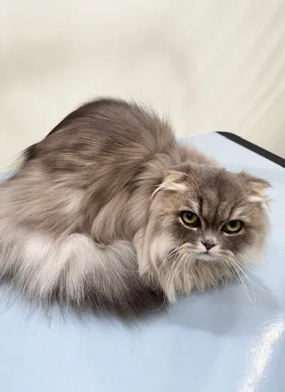 How to Choose the Right Cat Grooming Packages at a Cat Grooming Store in North Hollywood