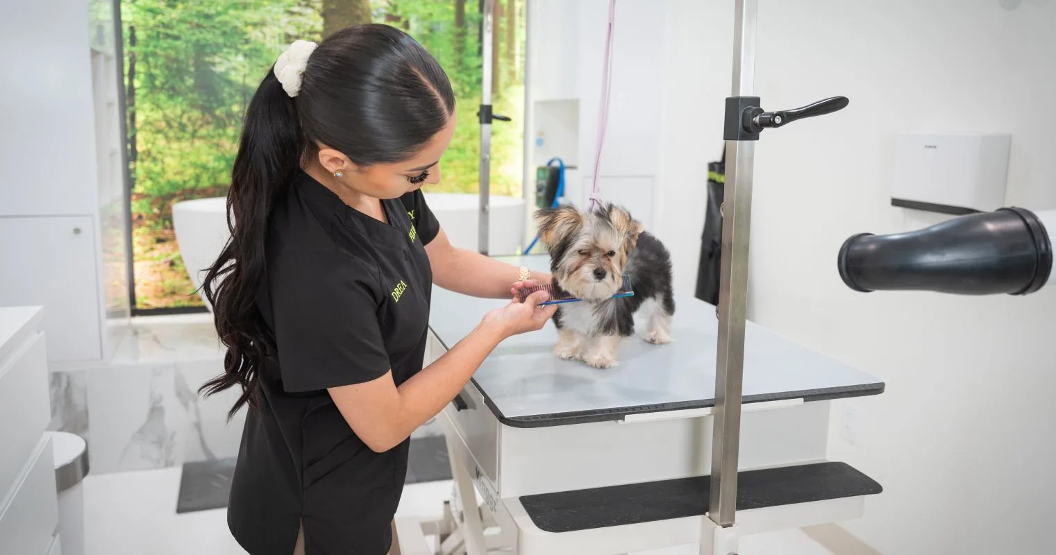 Affordable Dog Grooming Packages in USA for the Spring Season: A Complete Pet Parent’s Guide