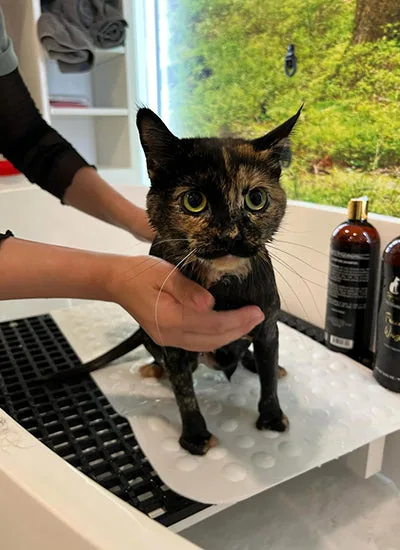 Top Pet Grooming Packages in North Hollywood to Book Before Columbus Day 2026