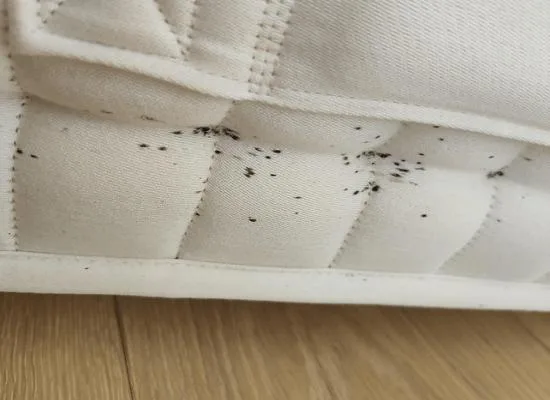 Rats à Argenteuil : comment reconnaître une infestation et agir efficacement ?