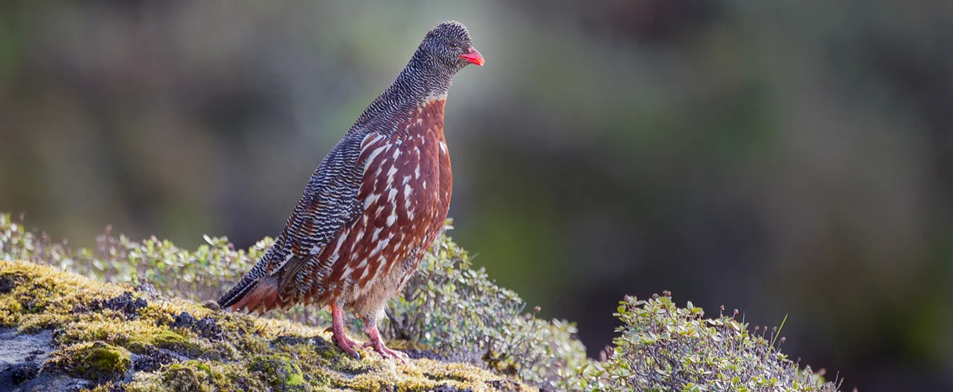 Birdwatching Tours India: A Complete Guide to Birding in India