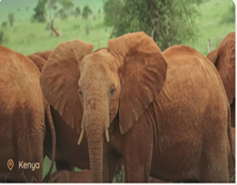 Experience the Ultimate Kenya Safari 2026 From Australia