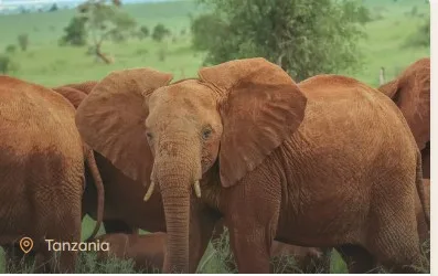 Discover the Magic of Africa with Tanzania Safari Packages From Australia