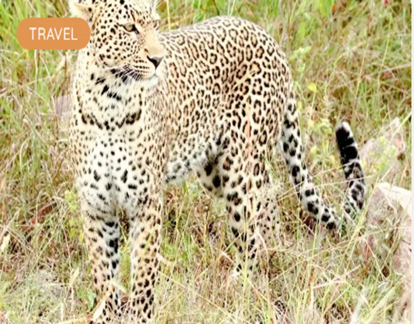 Brady’s Wildlife Adventures Opens New Opportunities for Australians Planning African Safari Experiences in 2026