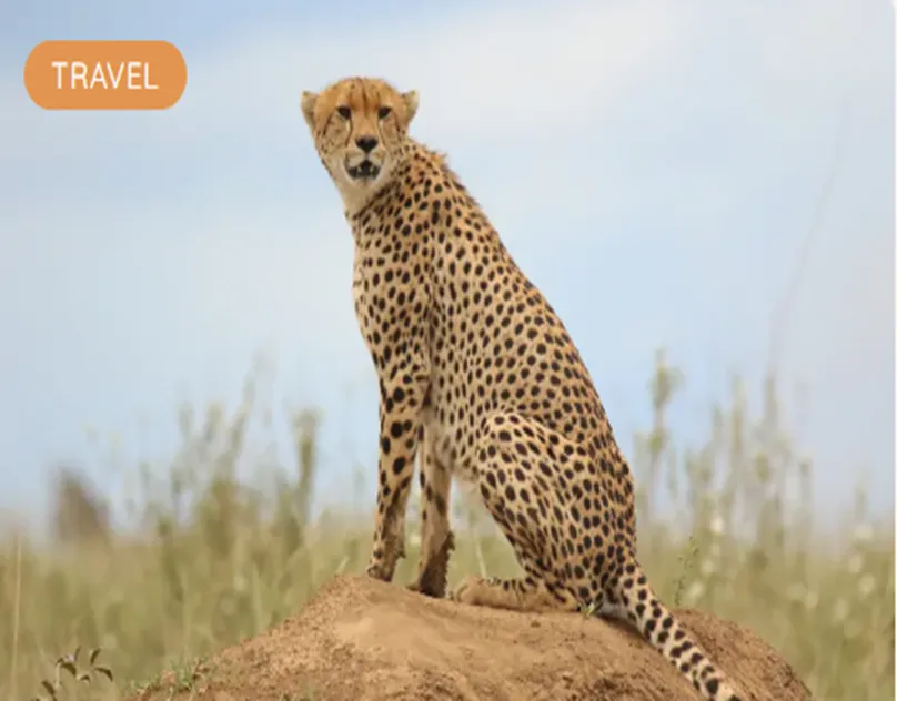 Discover the Wild Heart of Africa with Tanzania Safari Packages From Australia