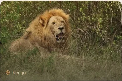 Kenya Safari Packages From Australia: Your Ultimate African Adventure Awaits