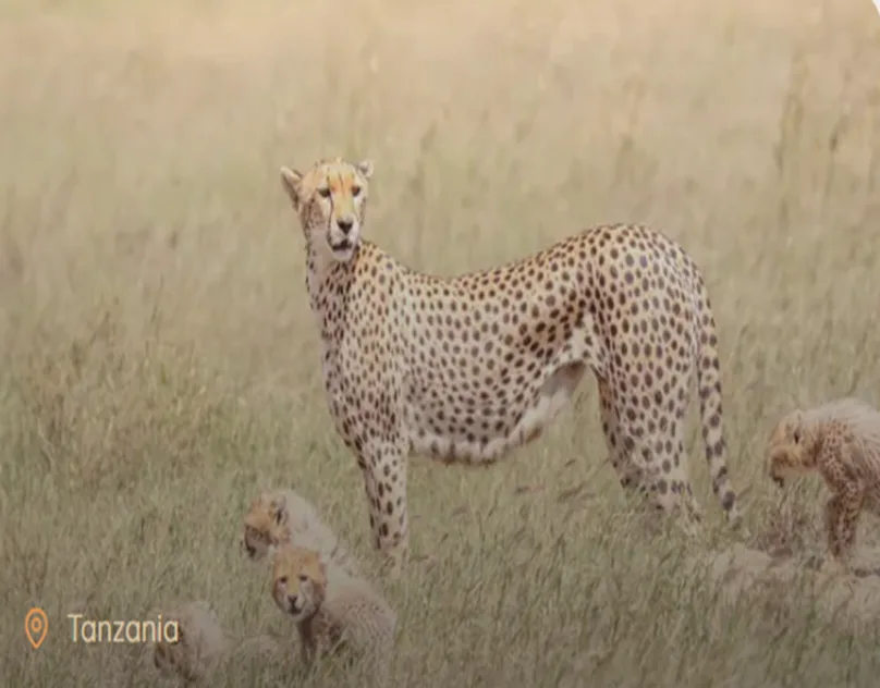 Kenya Safari Packages From Australia: Plan Your 2026 African Adventure