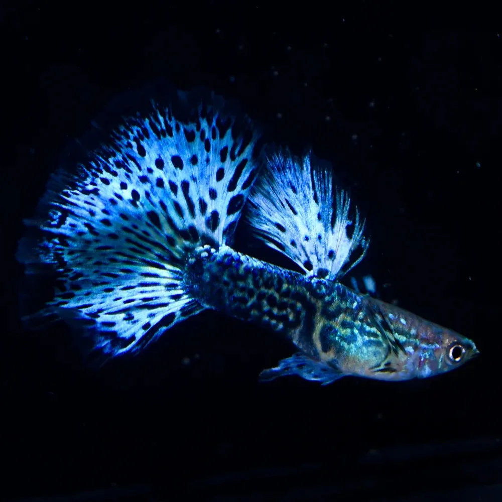 Where to Find Healthy Guppies for Sale in Canada and What to Look For