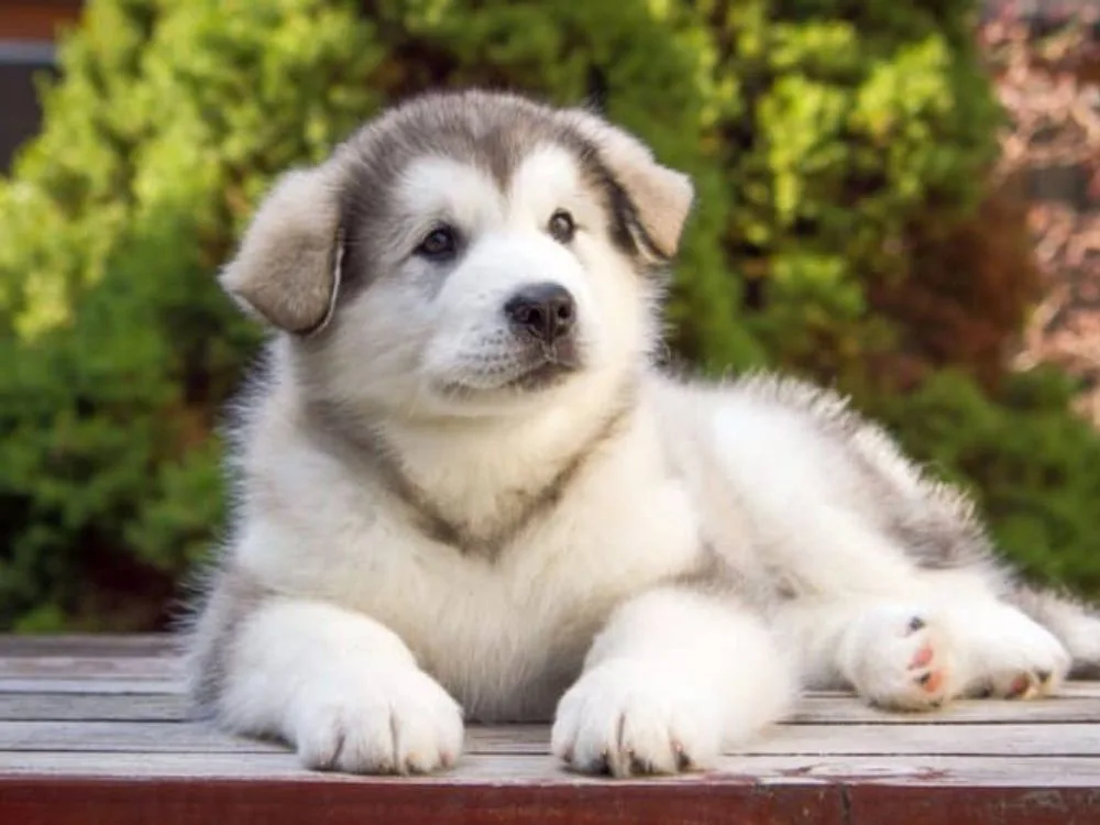 Alaskan Malamute Puppies For Sale: The Ultimate Buyer's Guide