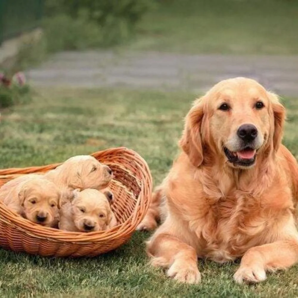 Golden Retriever Puppies for Sale: Complete Buyer's Guide