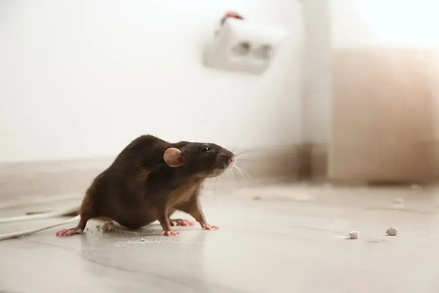 Silent Invaders No More: The Ultimate Guide to Rat Control in Tillsonburg