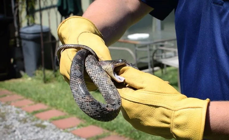 Silent Slithers No More: The Ultimate Guide to Snake Control in Brampton for a Safer Home and Garden