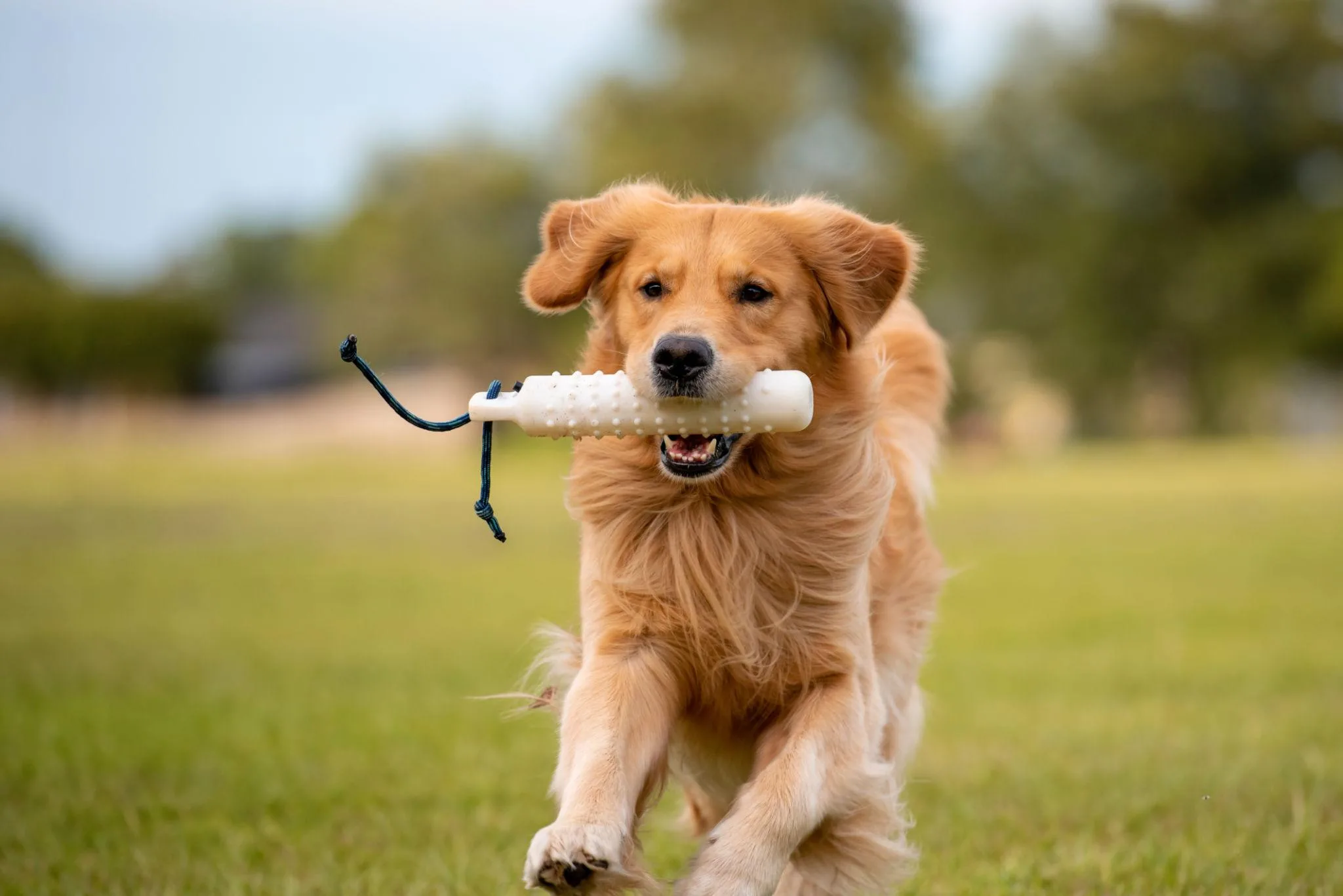 Building a Reliable Hunting Retriever: A Practical Guide for Dog Owners in Berryville, VA