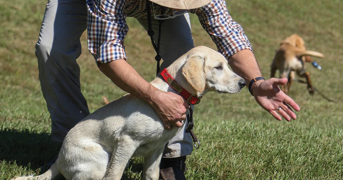 Retriever Training That Builds Confidence Skills and Trust
