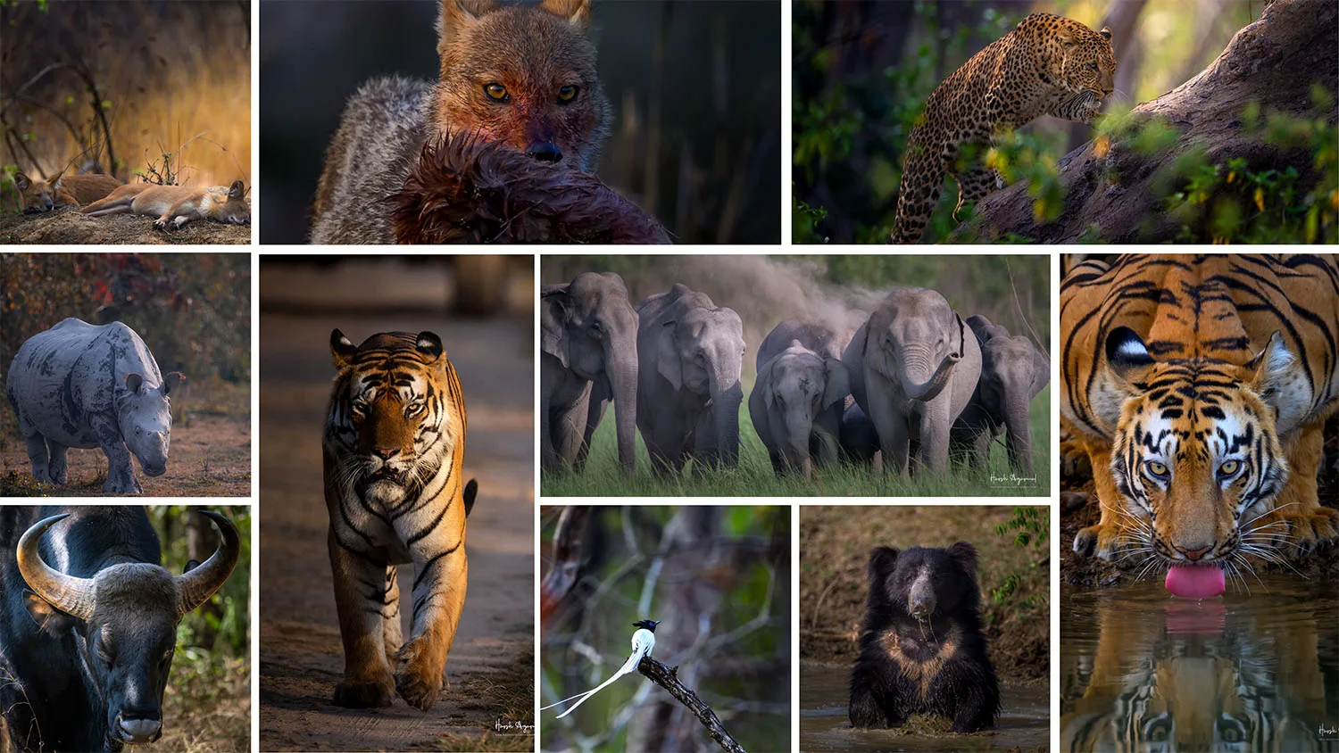 Explore the World’s 5 Best Wildlife Havens for Nature Lovers