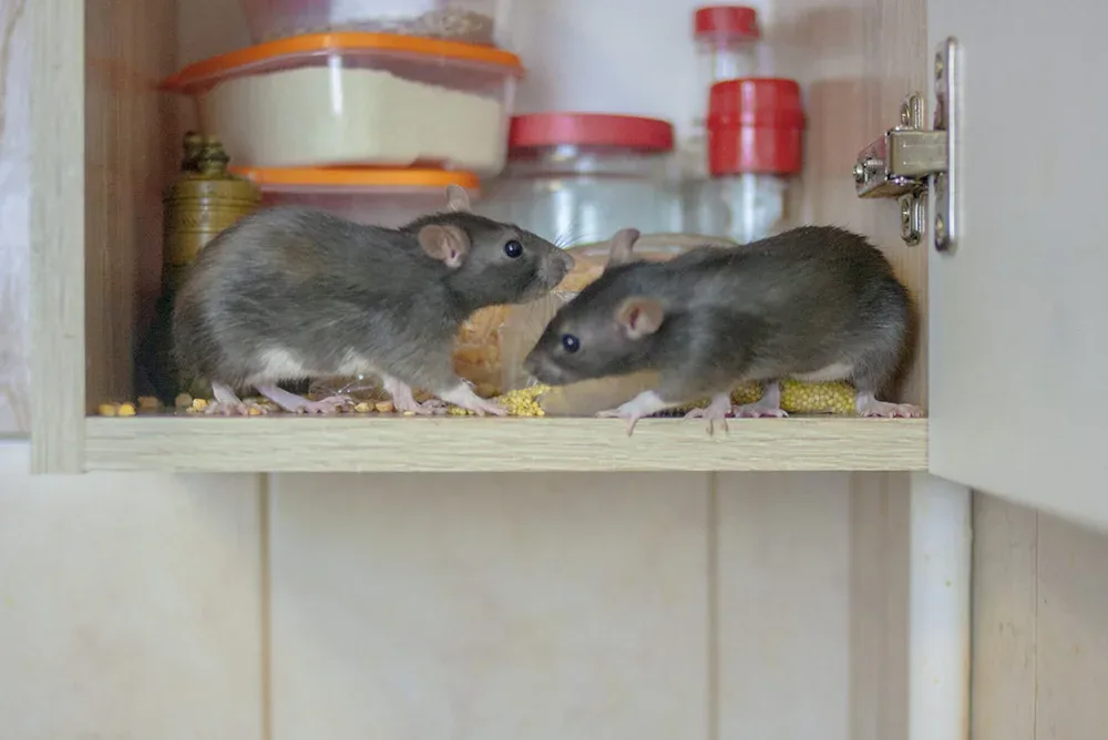 Best Rat and Mice Control Burnaby by ASM Pest Exterminator