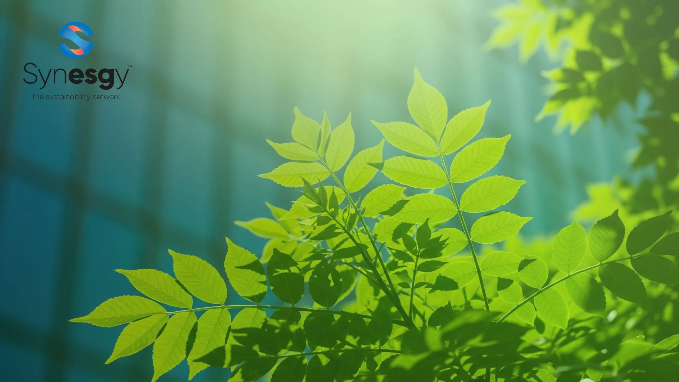 Greenwashing vs. Genuine Sustainability Strategy: How to Tell the Difference