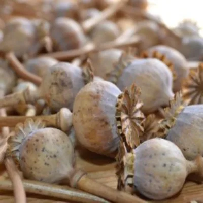 Poppy Pods FAQ: Sizes, Quality, Shipping