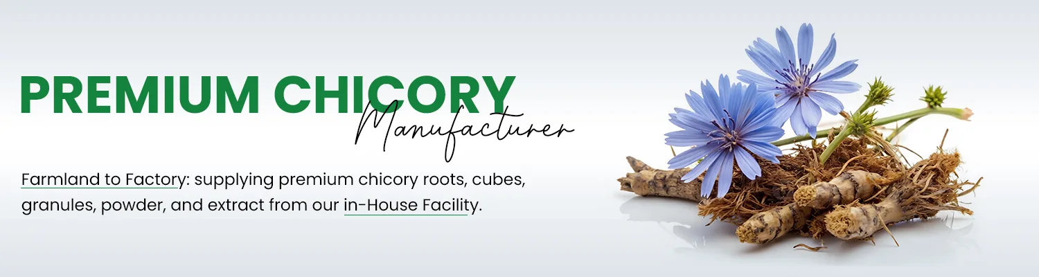 What Should Buyers Look for in a Reliable Chicory Supplier?