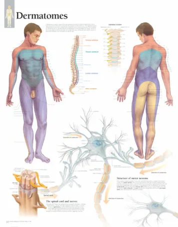 How to Use Anatomy Charts for Long-Term Memory Instead of Short-Term Cramming