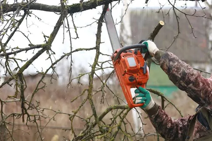 Smarter Outdoor Care for Trees and Beautiful Residential Landscapes