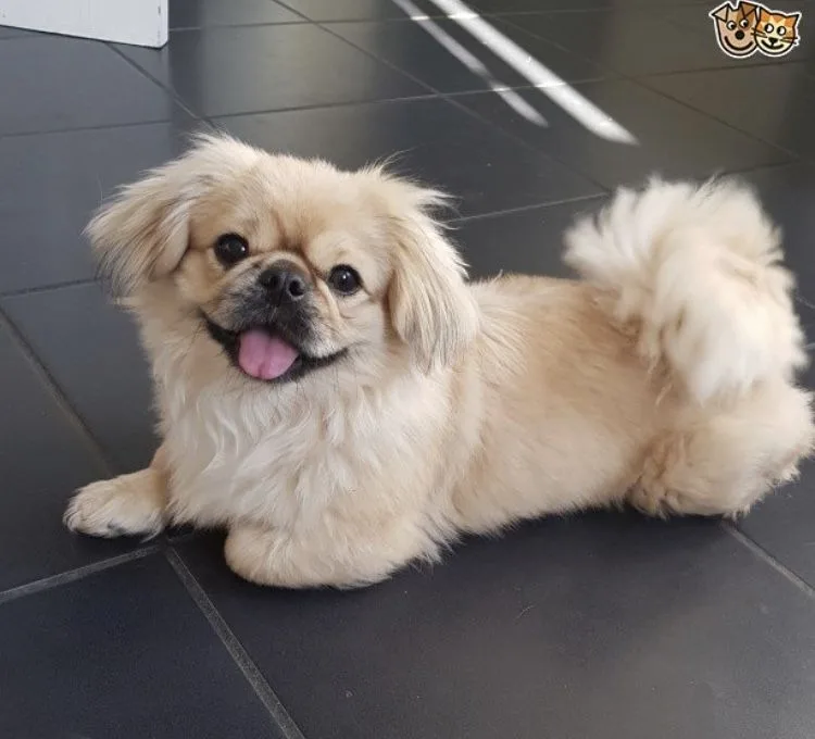 Looking for a Pekingese Puppy? Complete Guide to This Royal Dog Breed