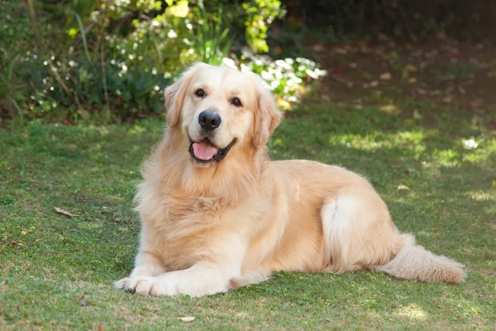 Everything You Should Know About Golden Retriever Dogs Before Bringing One Home