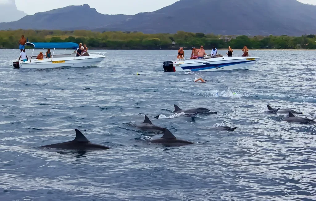 Best Places to See Dolphins in Mauritius
