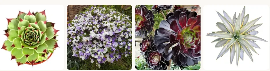 Outdoor Plants Complete Guide to Growing Beautiful Plants in Your Garden