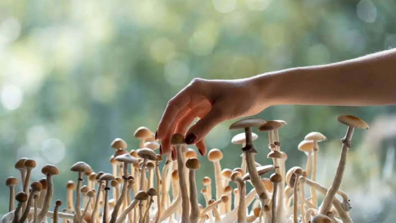 Canada Magic Mushrooms: A Beginner’s Guide