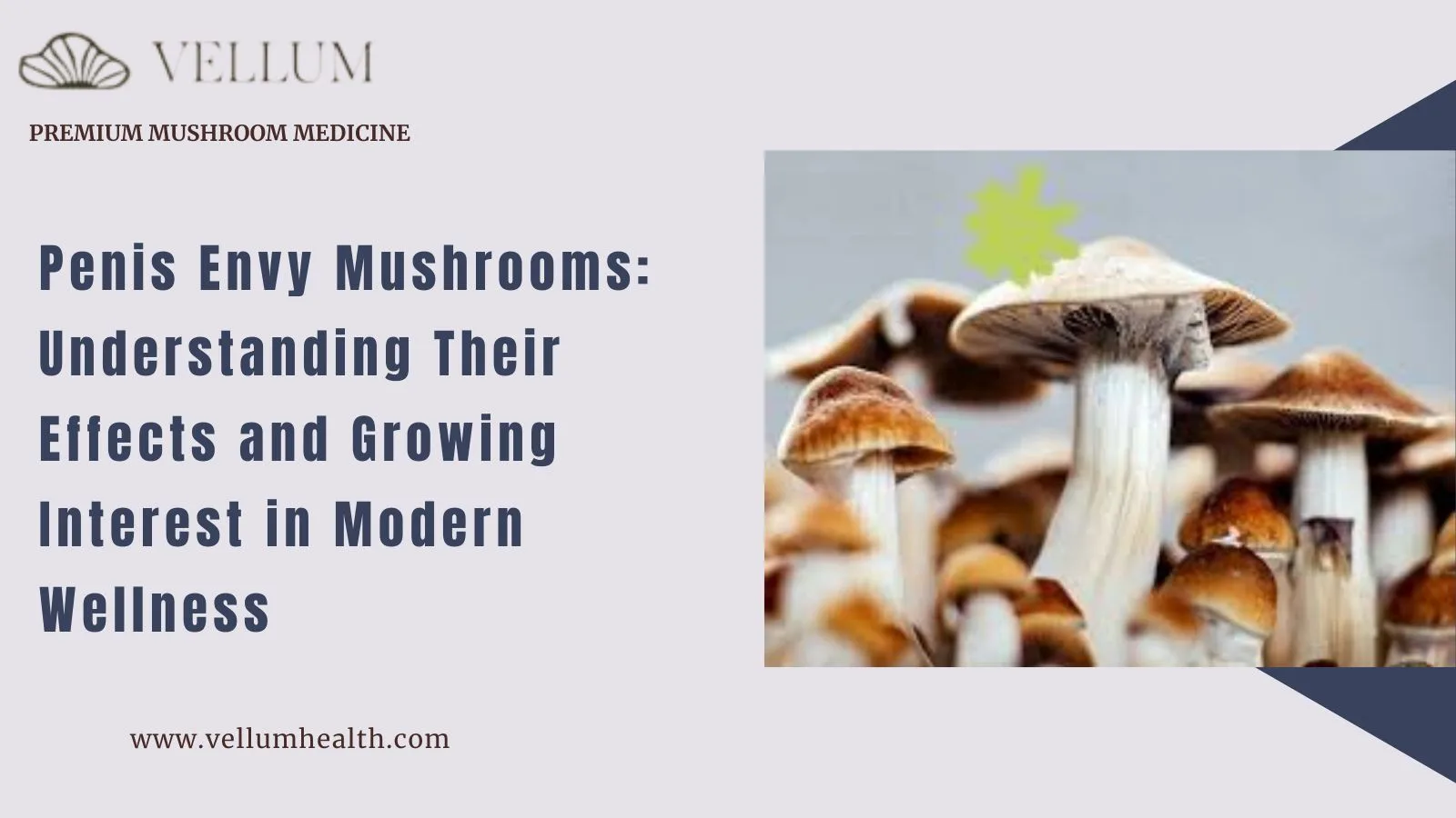 Penis Envy Mushrooms: Understanding Their Effects and Growing Interest in Modern Wellness