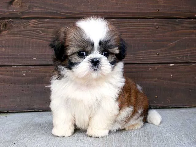 Shih Tzu Puppy Guide 2026 | Features, Health, Care & Buying Tips