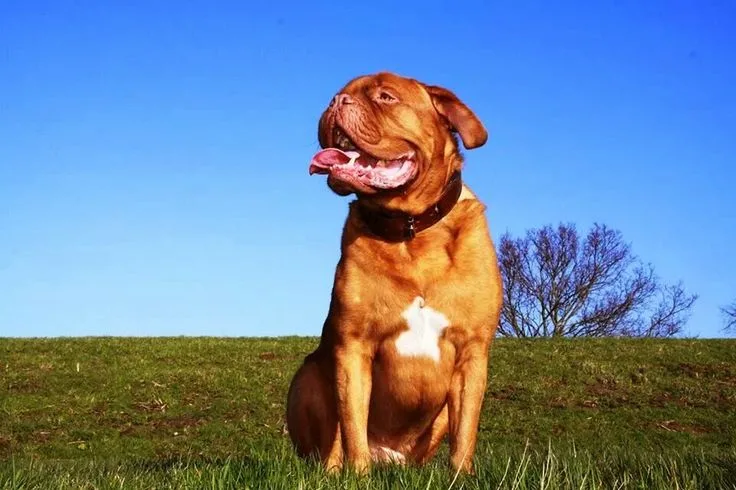 Buy French Mastiff Puppy – Loyal & Protective Family Companion