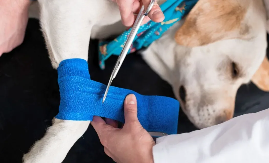 Comprehensive Veterinary Hospital Services in Oakdale