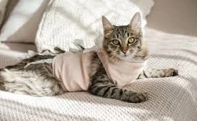 Where Can I Find the Best Pet Surgery in Oakdale for My Dog or Cat?
