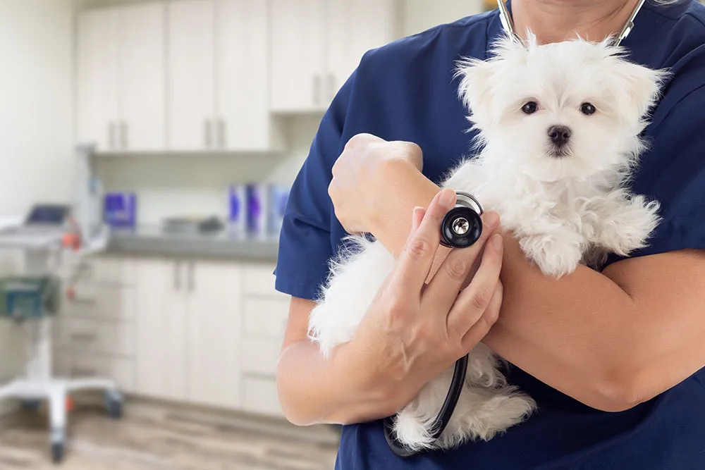 Best Oakdale Vet Clinic: Trusted Veterinary Care for Your Pets