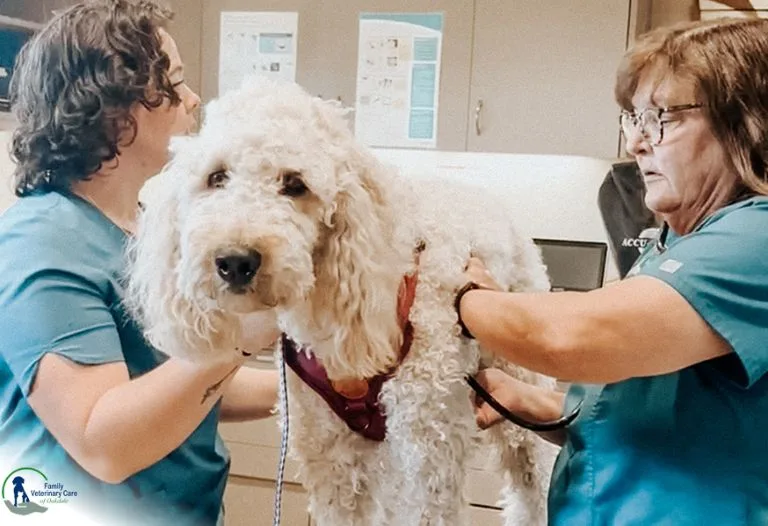 The Golden Years: 8 Ways to Support Your Senior Pet