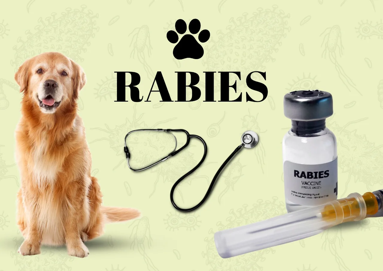 Don’t Wait for a Bite: Why Keeping Rabies Vaccinations Up to Date Matters