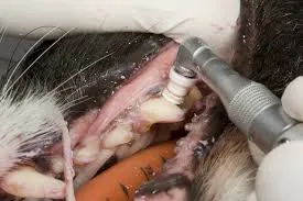 Dog Dental Cleaning Near Modesto: Complete Guide to Keeping Your Pet’s Smile Healthy