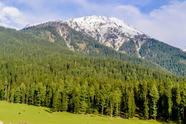 From Tea Plantations to High Himalayas: 7 Indian Landscapes Every Traveller Should Experience