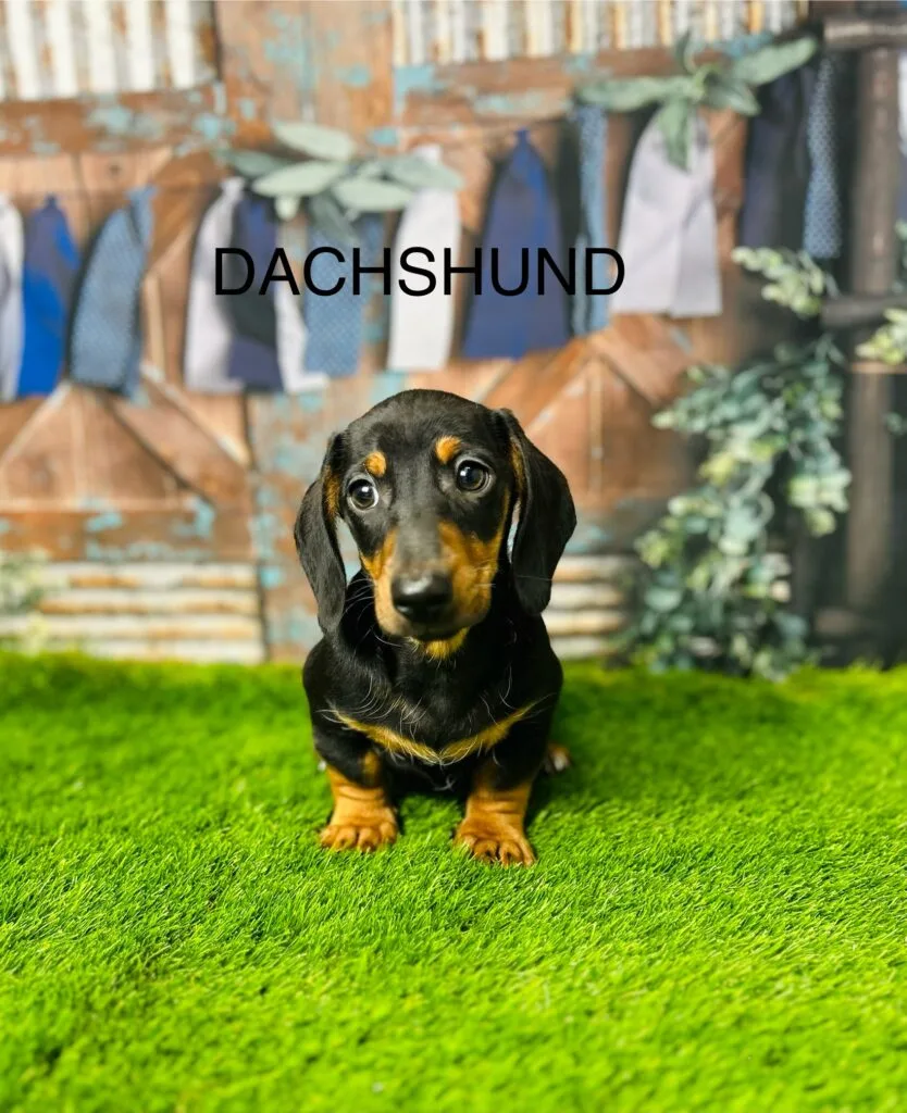 Finding the Perfect Dachshund: A Local Buyer's Guide for Manchester, Liverpool and Across the UK