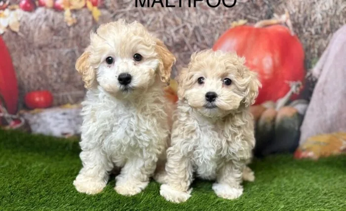 Why Maltipoos Have Become One of the UK's Most Loved Family Dogs