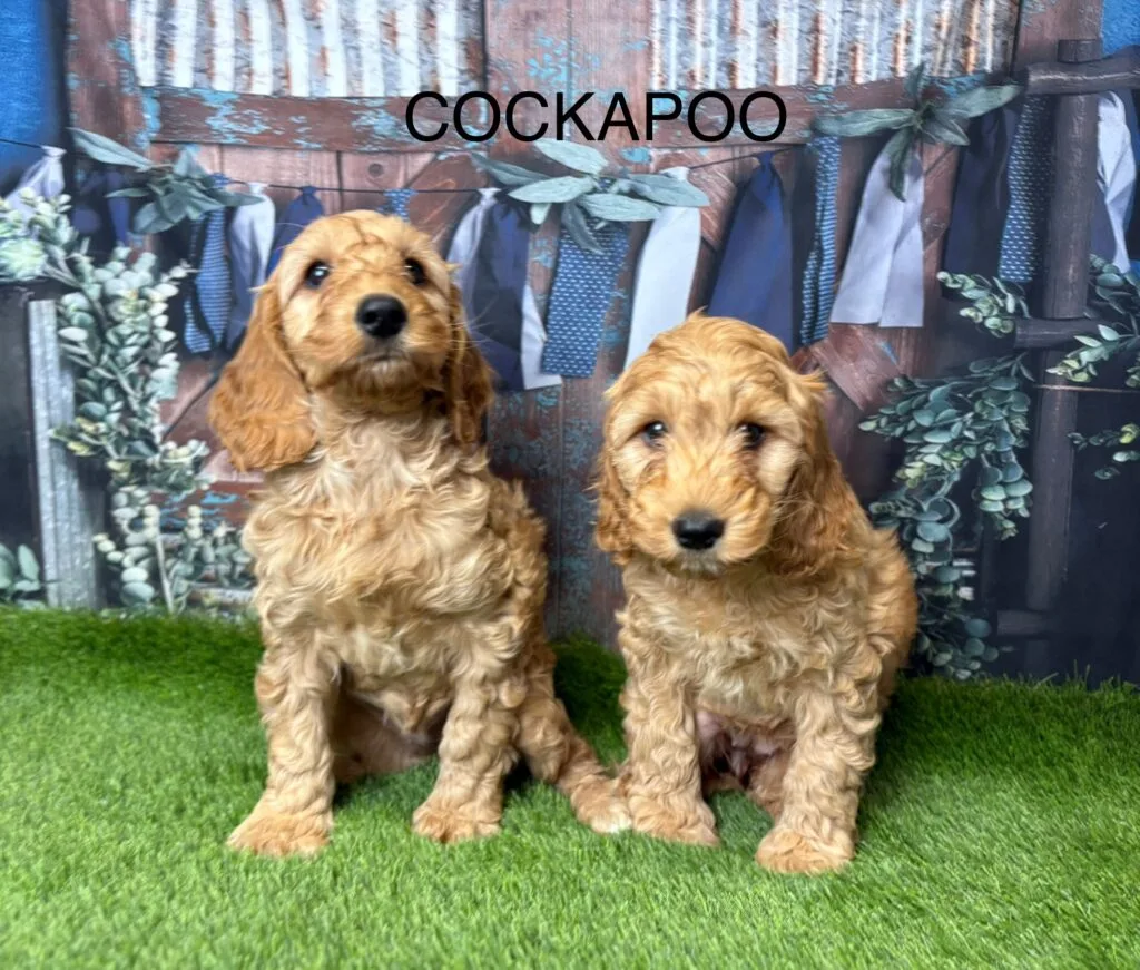 A Beginner’s Guide to Raising a Cockapoo Puppy in the UK
