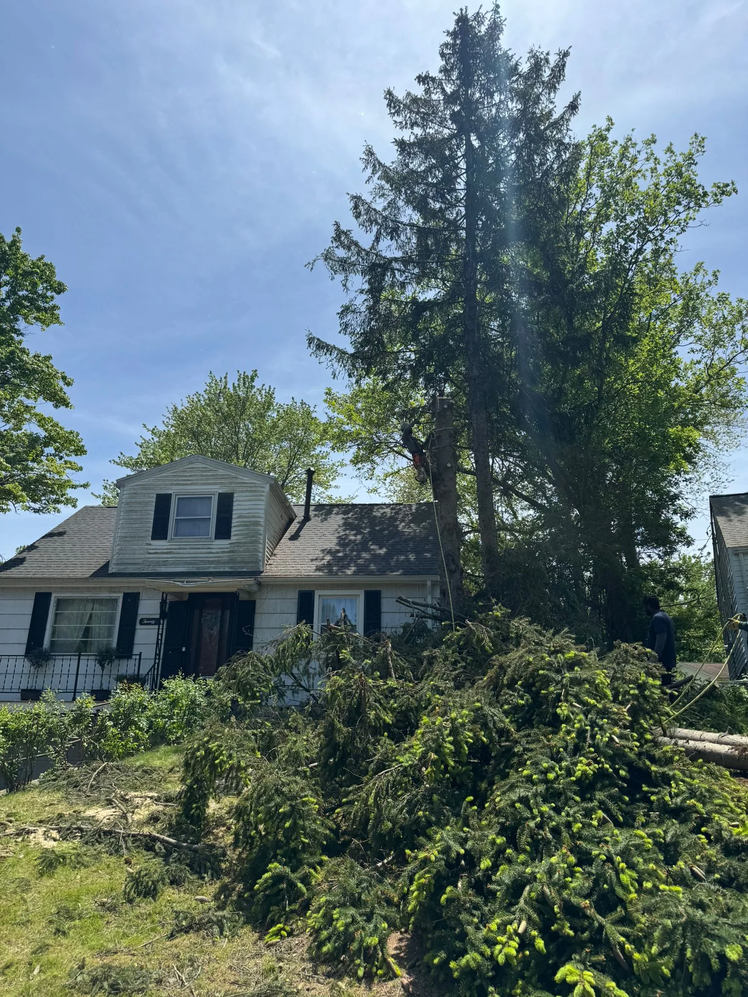 Advanced Tree Trimming Services for Safe and Well-Balanced Landscapes