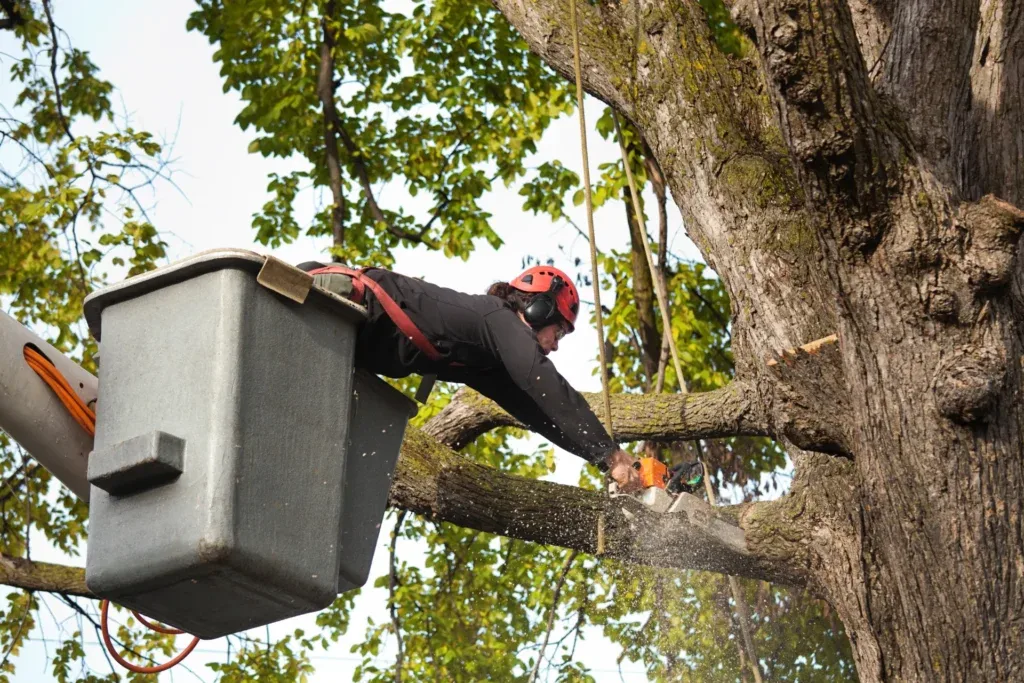 Tree Care for Seasonal Cleanup and Yard Maintenance in Buffalo, NY