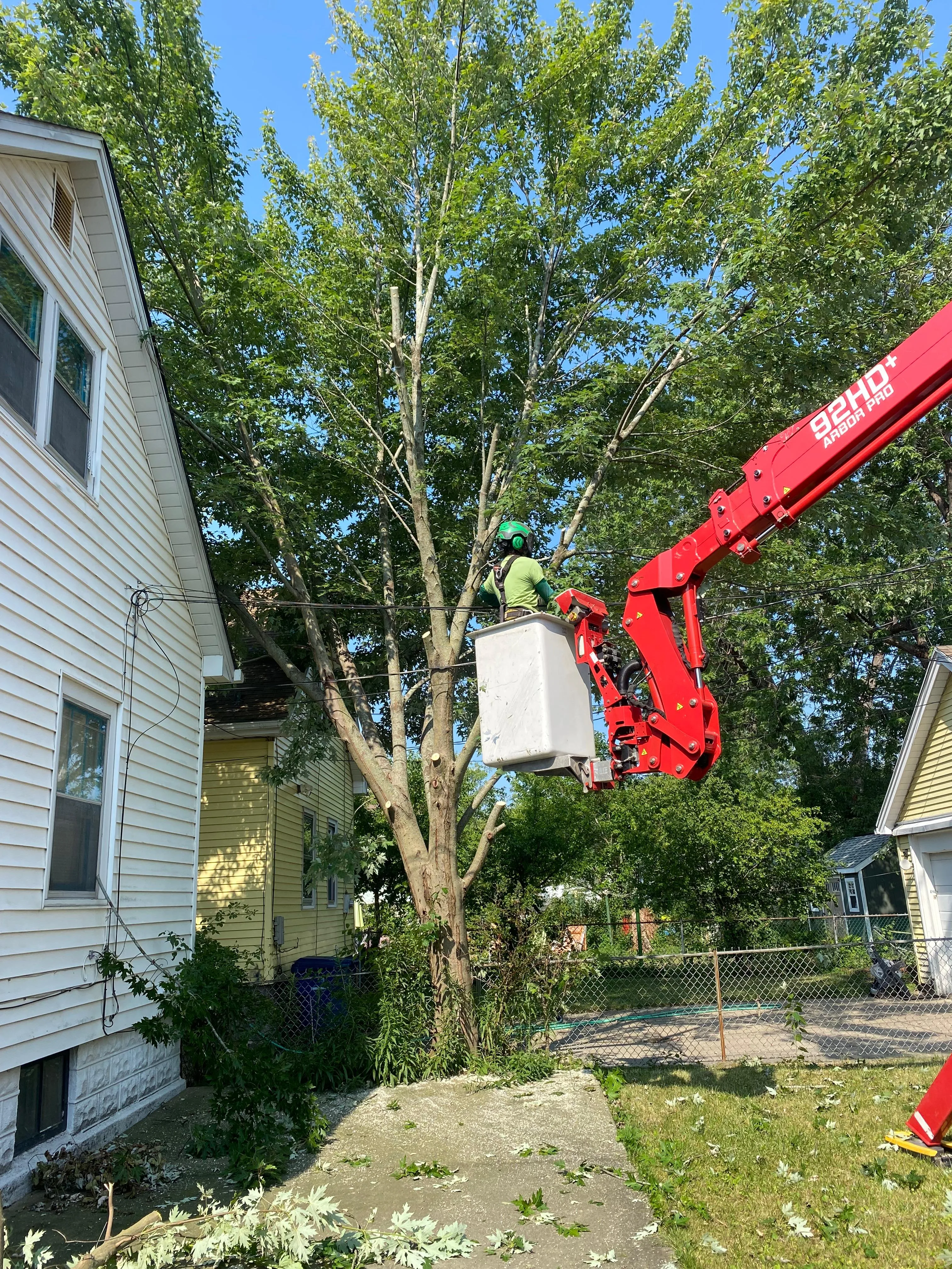 Complete Tree Care Services for Safe and Well-Maintained Outdoor Spaces